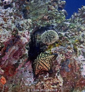 Sea Urchins and starfish, Galapagos..... by Chris Miskavitch 